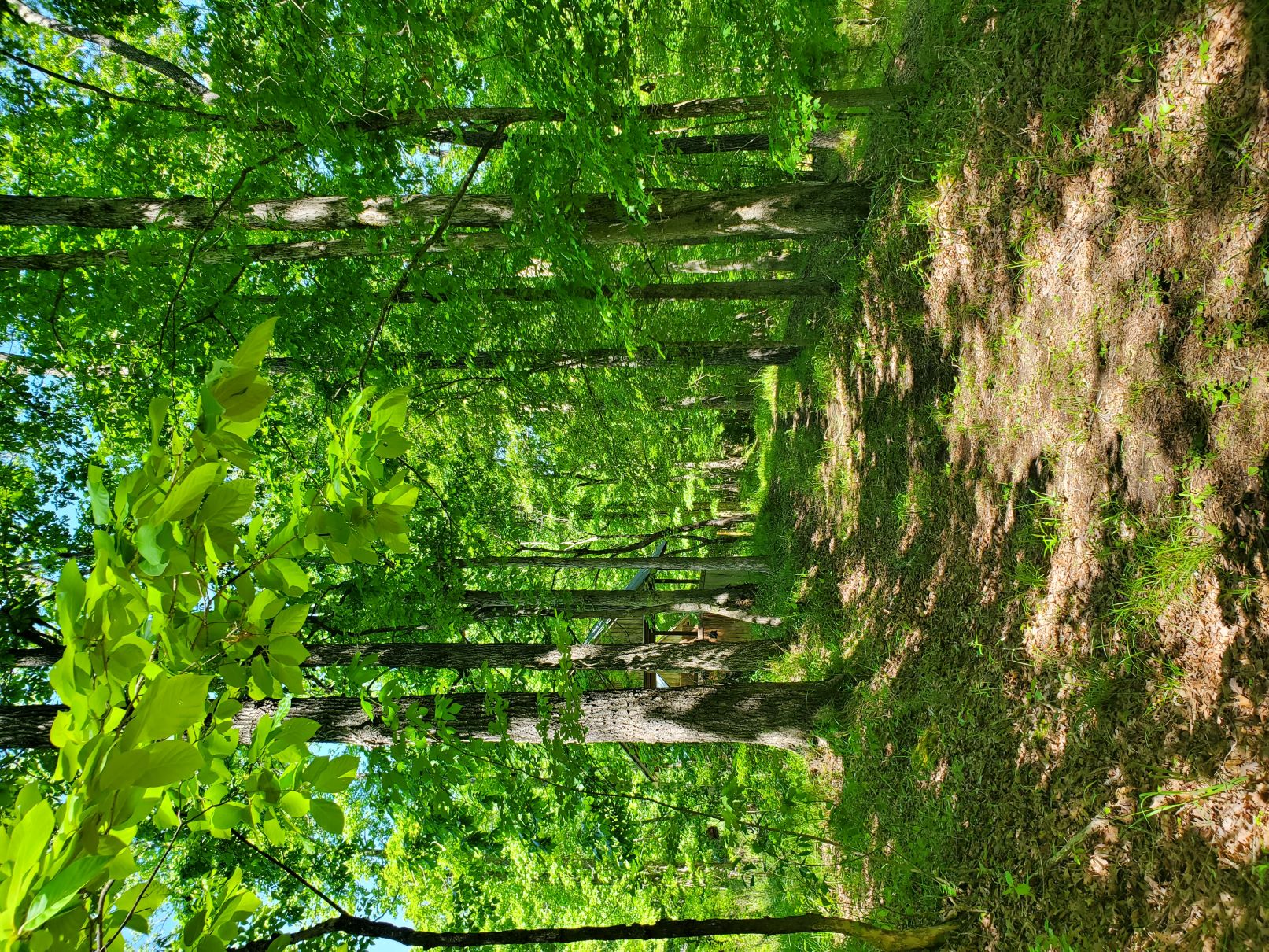 A path between green trees.
