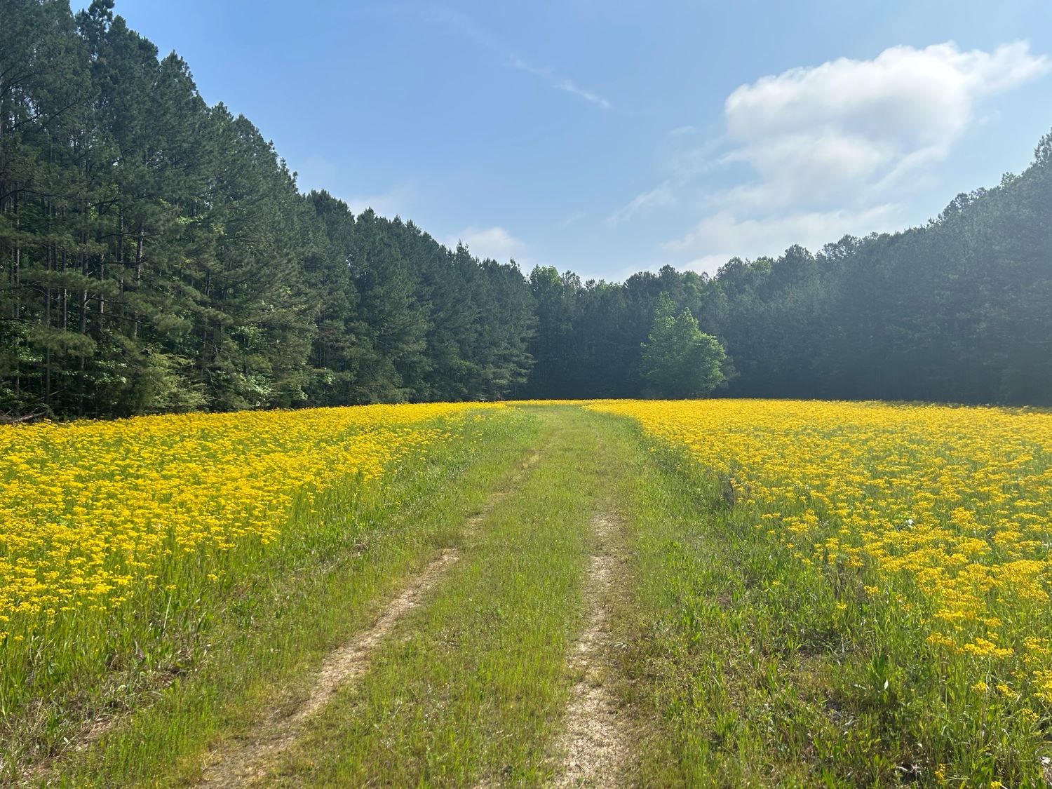 Beautiful green field with yellow flowers surrounded by trees.